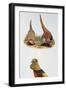 Common Pheasants Pair (Phasianus Colchicus) and Golden Pheasant (Chrysolophus Pictus), Phasianidae-null-Framed Giclee Print
