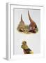 Common Pheasants Pair (Phasianus Colchicus) and Golden Pheasant (Chrysolophus Pictus), Phasianidae-null-Framed Giclee Print