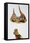 Common Pheasants Pair (Phasianus Colchicus) and Golden Pheasant (Chrysolophus Pictus), Phasianidae-null-Framed Stretched Canvas