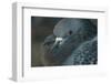 Common Pigeon-DLILLC-Framed Photographic Print