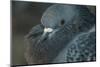 Common Pigeon-DLILLC-Mounted Photographic Print