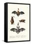 Common Pipistrelle, 1824-Karl Joseph Brodtmann-Framed Stretched Canvas