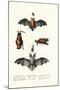 Common Pipistrelle, 1824-Karl Joseph Brodtmann-Mounted Giclee Print