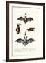 Common Pipistrelle, 1824-Karl Joseph Brodtmann-Framed Giclee Print