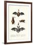 Common Pipistrelle, 1824-Karl Joseph Brodtmann-Framed Giclee Print