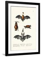 Common Pipistrelle, 1824-Karl Joseph Brodtmann-Framed Giclee Print