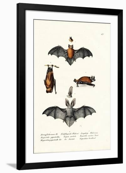 Common Pipistrelle, 1824-Karl Joseph Brodtmann-Framed Giclee Print