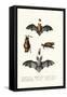 Common Pipistrelle, 1824-Karl Joseph Brodtmann-Framed Stretched Canvas