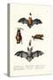Common Pipistrelle, 1824-Karl Joseph Brodtmann-Stretched Canvas