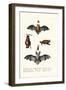 Common Pipistrelle, 1824-Karl Joseph Brodtmann-Framed Giclee Print