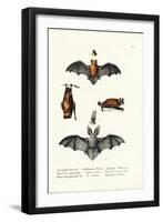 Common Pipistrelle, 1824-Karl Joseph Brodtmann-Framed Giclee Print