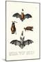 Common Pipistrelle, 1824-Karl Joseph Brodtmann-Mounted Giclee Print