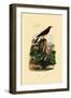 Common Pipistrelle, 1833-39-null-Framed Giclee Print