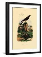 Common Pipistrelle, 1833-39-null-Framed Giclee Print