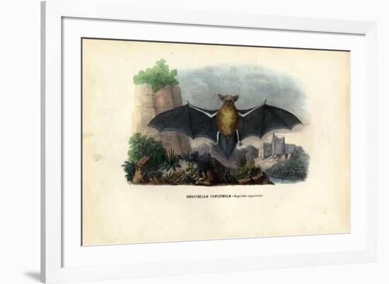 Common Pipistrelle, 1863-79-Raimundo Petraroja-Framed Giclee Print