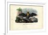 Common Pipistrelle, 1863-79-Raimundo Petraroja-Framed Giclee Print