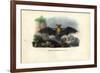 Common Pipistrelle, 1863-79-Raimundo Petraroja-Framed Giclee Print