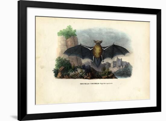 Common Pipistrelle, 1863-79-Raimundo Petraroja-Framed Giclee Print