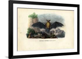 Common Pipistrelle, 1863-79-Raimundo Petraroja-Framed Giclee Print