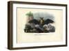 Common Pipistrelle, 1863-79-Raimundo Petraroja-Framed Giclee Print