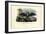 Common Pipistrelle, 1863-79-Raimundo Petraroja-Framed Giclee Print