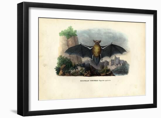 Common Pipistrelle, 1863-79-Raimundo Petraroja-Framed Giclee Print