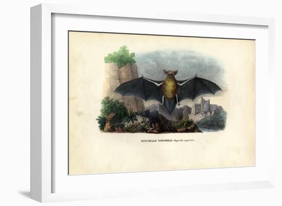 Common Pipistrelle, 1863-79-Raimundo Petraroja-Framed Giclee Print