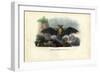 Common Pipistrelle, 1863-79-Raimundo Petraroja-Framed Giclee Print