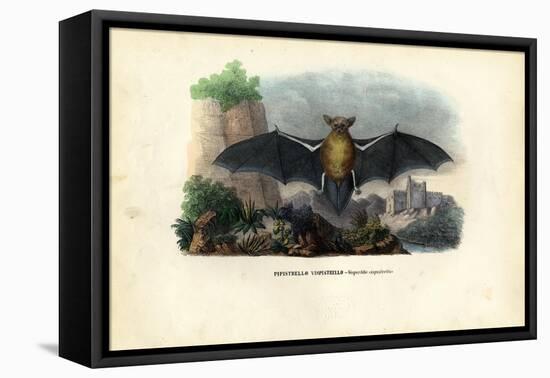 Common Pipistrelle, 1863-79-Raimundo Petraroja-Framed Stretched Canvas