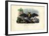 Common Pipistrelle, 1863-79-Raimundo Petraroja-Framed Giclee Print