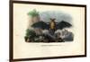 Common Pipistrelle, 1863-79-Raimundo Petraroja-Framed Giclee Print