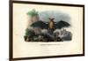 Common Pipistrelle, 1863-79-Raimundo Petraroja-Framed Premium Giclee Print