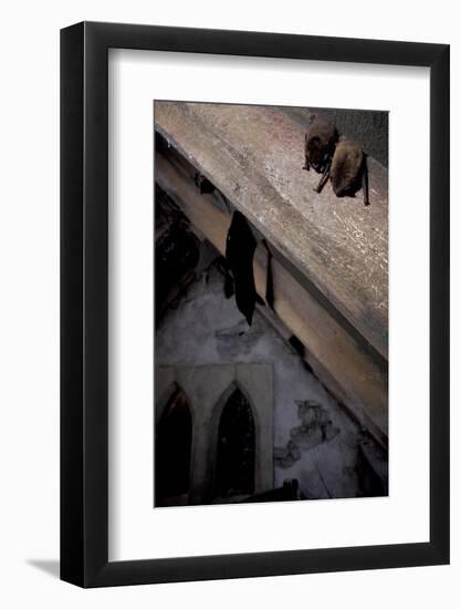 Common Pipistrelle-null-Framed Photographic Print