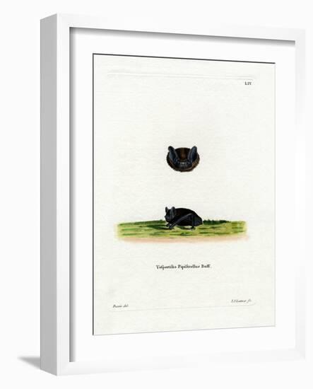 Common Pipistrelle-null-Framed Giclee Print