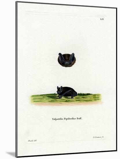 Common Pipistrelle-null-Mounted Giclee Print