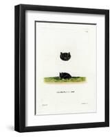 Common Pipistrelle-null-Framed Premium Giclee Print