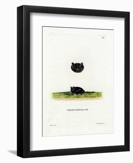 Common Pipistrelle-null-Framed Premium Giclee Print