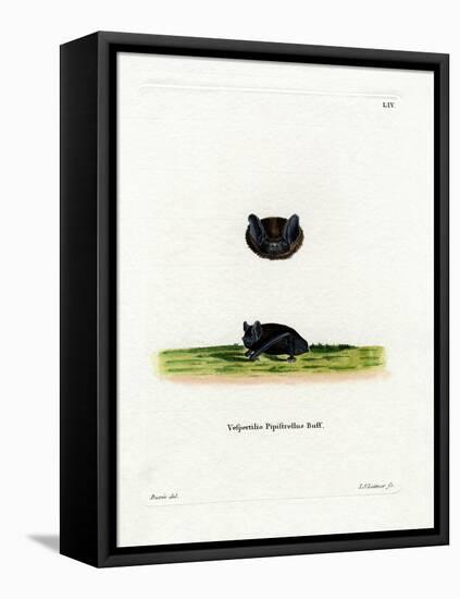 Common Pipistrelle-null-Framed Stretched Canvas