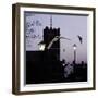 Common Pipistrelles (Pipistrellus Pipistrellus) Flying Round Church Tower. UK. Digital Composite-null-Framed Photographic Print