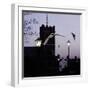 Common Pipistrelles (Pipistrellus Pipistrellus) Flying Round Church Tower. UK. Digital Composite-null-Framed Photographic Print