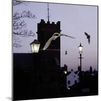 Common Pipistrelles (Pipistrellus Pipistrellus) Flying Round Church Tower. UK. Digital Composite-null-Mounted Photographic Print