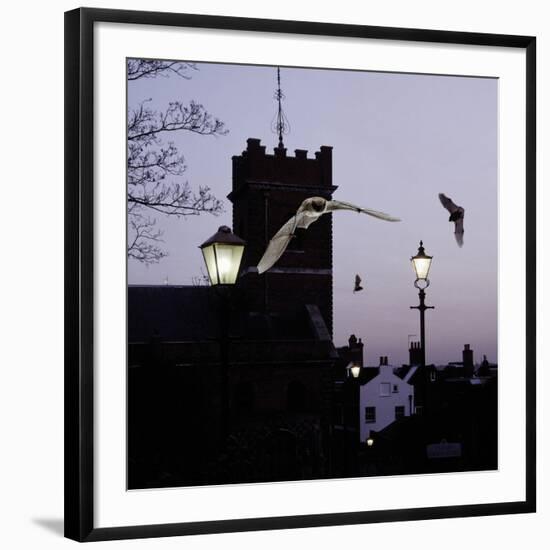 Common Pipistrelles (Pipistrellus Pipistrellus) Flying Round Church Tower. UK. Digital Composite-null-Framed Photographic Print