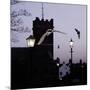 Common Pipistrelles (Pipistrellus Pipistrellus) Flying Round Church Tower. UK. Digital Composite-null-Mounted Photographic Print