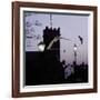 Common Pipistrelles (Pipistrellus Pipistrellus) Flying Round Church Tower. UK. Digital Composite-null-Framed Photographic Print