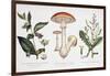 Common Poisonous Plants, C.1890-null-Framed Giclee Print