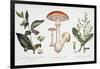 Common Poisonous Plants, C.1890-null-Framed Giclee Print