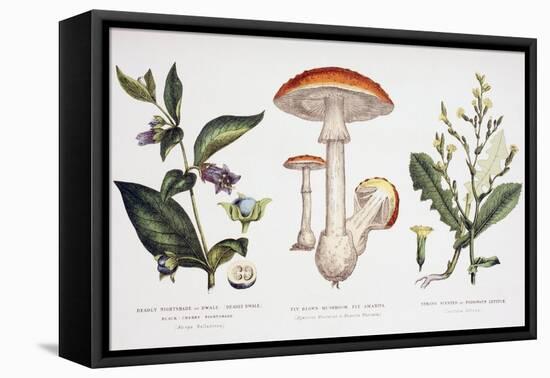 Common Poisonous Plants, C.1890-null-Framed Stretched Canvas