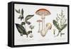 Common Poisonous Plants, C.1890-null-Framed Stretched Canvas