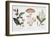 Common Poisonous Plants, C.1890-null-Framed Giclee Print