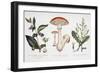 Common Poisonous Plants, C.1890-null-Framed Giclee Print